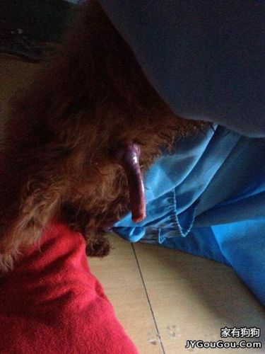 为什么我的jj勃起时往左偏了45度正常吗