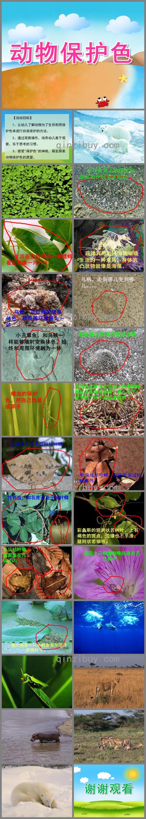 大班科学动物保护色ppt课件