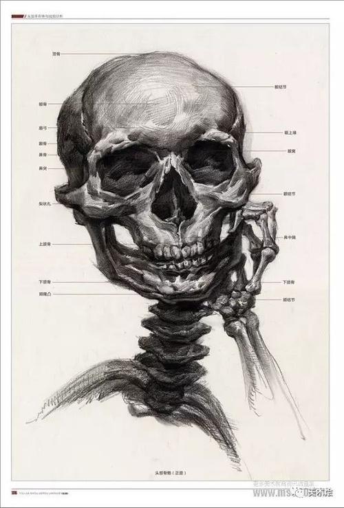 素描必看人物头骨肌肉与素描头像关系讲解