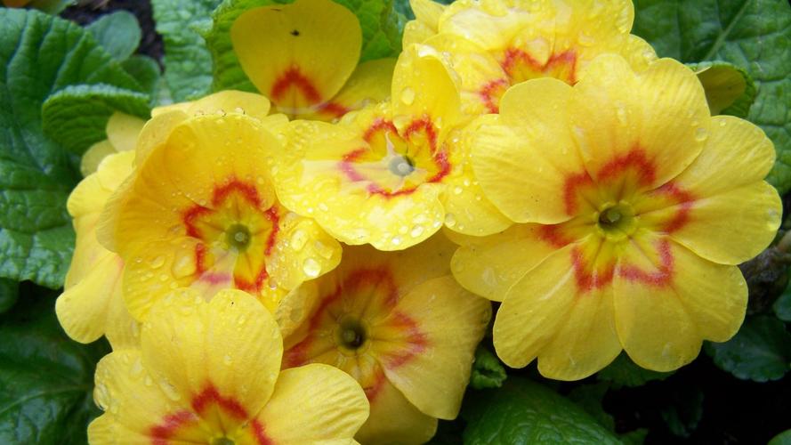桌面壁纸 花卉 鲜花特写 > 报春花图片大全大图简介:报春花图片大全