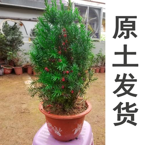 红豆杉盆栽树苗盆栽盆景北方南方植物室内曼地亚红豆杉苗老桩_双氙