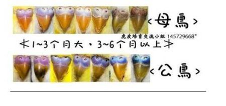 这只虎皮鹦鹉分别是公是母?