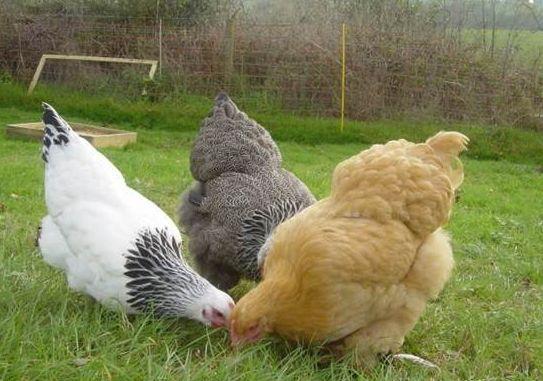 全世界最大的一只鸡,身长一米二,被称做真正的"古巨鸡