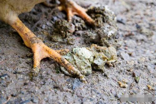鸡群拉黑色粪便,这种情况说明肠道已经开始出现坏死,通常会伴随鸡群