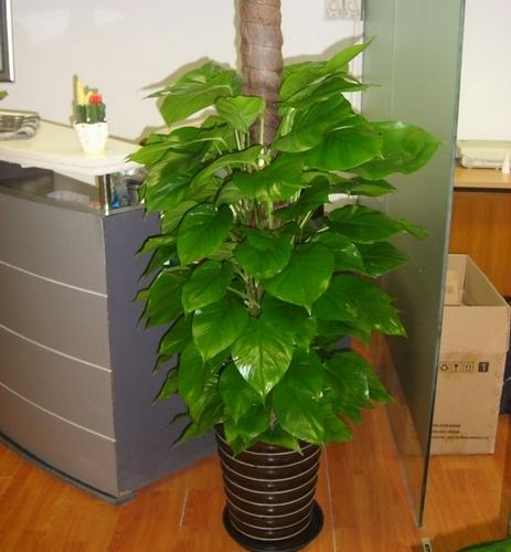 大叶绿萝(长沙花卉绿植盆栽速递室内家庭净化空气甲醇甲醛办公室)