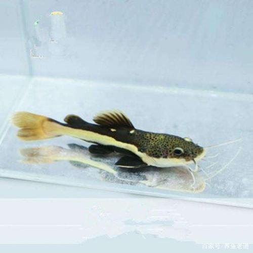 招财猫鱼看起来如此的可爱,皮实,为什么还能养死了呢?