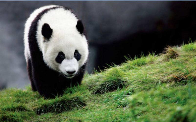我国珍稀动物有哪些一定要好好保护它们