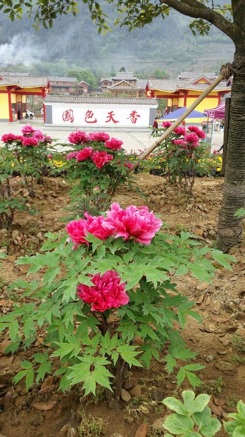 中国遵义牡丹园游