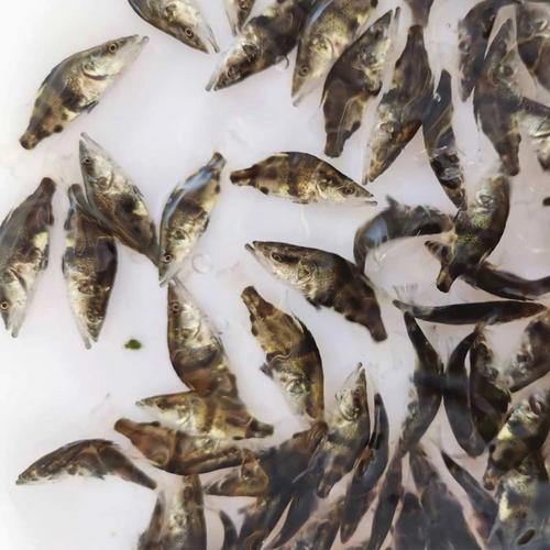 8月销1件桂鱼苗桂花鱼贵鱼鳌花淡水季花鱼花鱼相关阅读介绍一款花鱼共