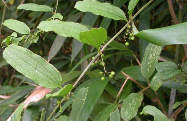 深山里才有的牛尾藤,汁液像牛奶一样白,如今用途多,见到请珍惜