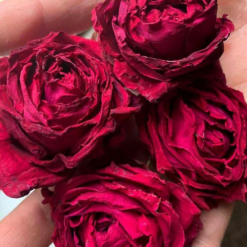 墨红玫瑰云南金边玫瑰花茶冻干墨红玫瑰花食用烤干