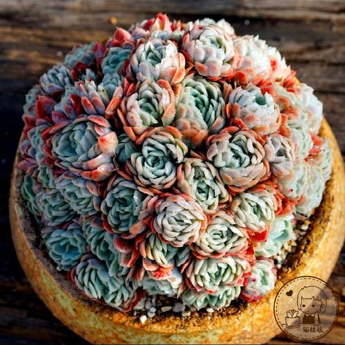 日系冰莓 冰梅 日冰 自然原始群 一物一拍进口多肉植物猫姑娘多肉