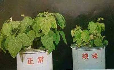 磷对提高植物的抗药性,抗寒性和抗旱能力也有良好的作用.