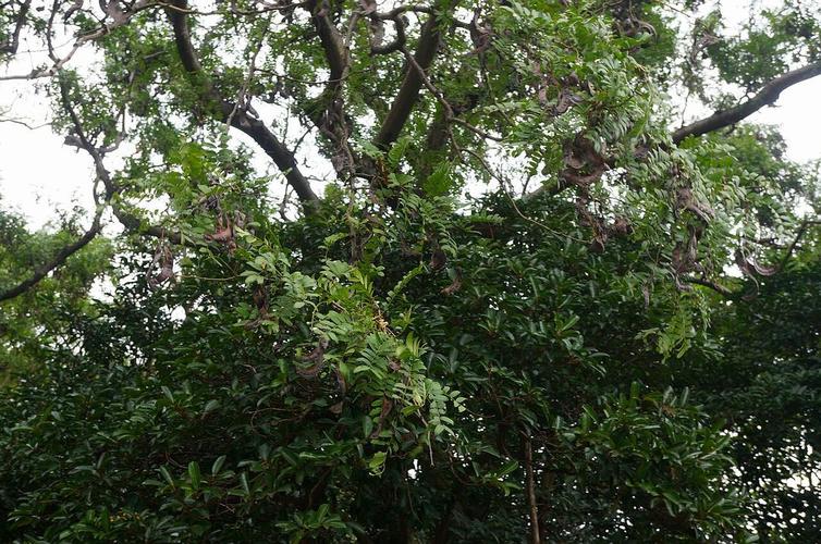 gleditsia japonica日本皂荚