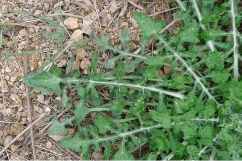 泥胡菜和荠菜的区别是什么两者区别大着呢可不要稀里糊涂的把它们认错
