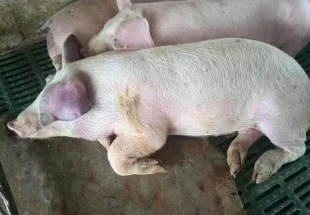 猪流行性感冒对症治疗方案