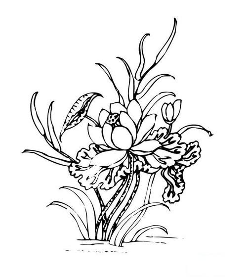 绽放的荷花简笔画