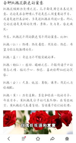 各种颜色玫瑰花的花语