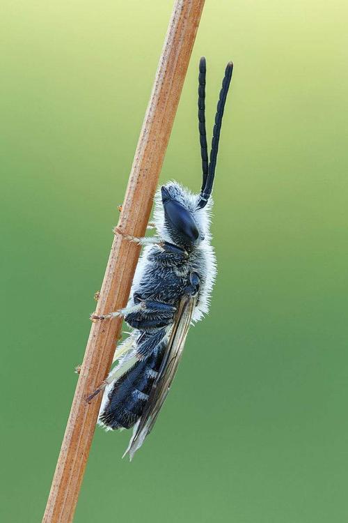 隧蜂是一种非常勤劳的昆虫.