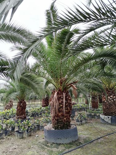 成都郫都区精品海枣树