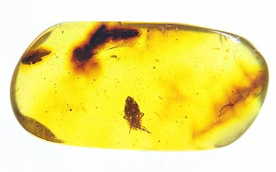 稀有蝉若虫琥珀化石天然琥珀虫珀昆虫古生物化石
