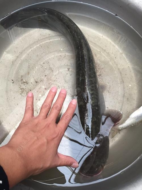 7斤的棉鱼"两个胡子"   6斤多快7斤左右,一上午就钓了个这玩意,纯野生