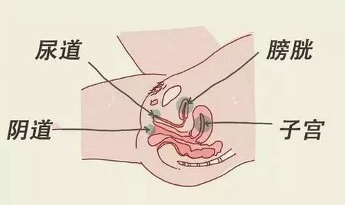 女性则较短,仅   到   厘米.