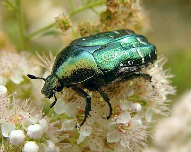 甲虫甲虫种类初步认识