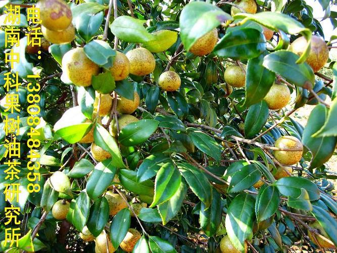 湖南省级良种嫁接油茶苗基地高产油茶树苗批发 油茶苗价格低