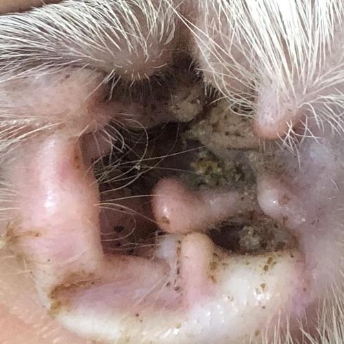 【讨论】求鉴别这是耳螨还是耳屎?(有图慎入)