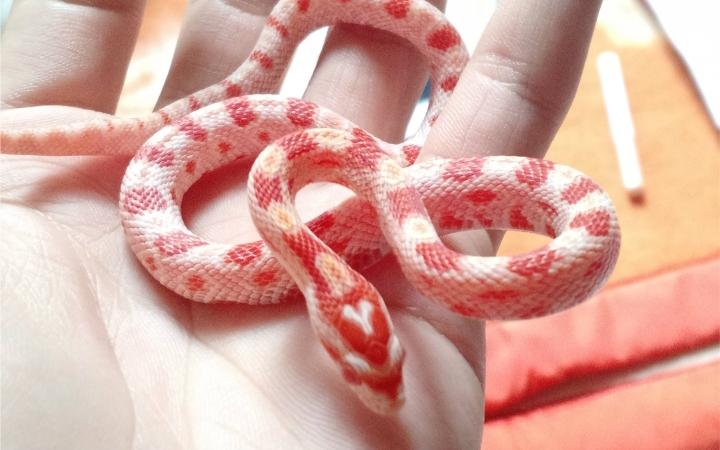 玉米蛇饲养条件要准备什么-深圳市壹叁神话宠物商贸有限公司