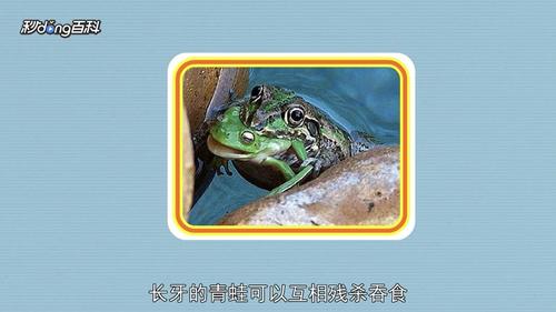 【婊组精品水贴】长牙青蛙