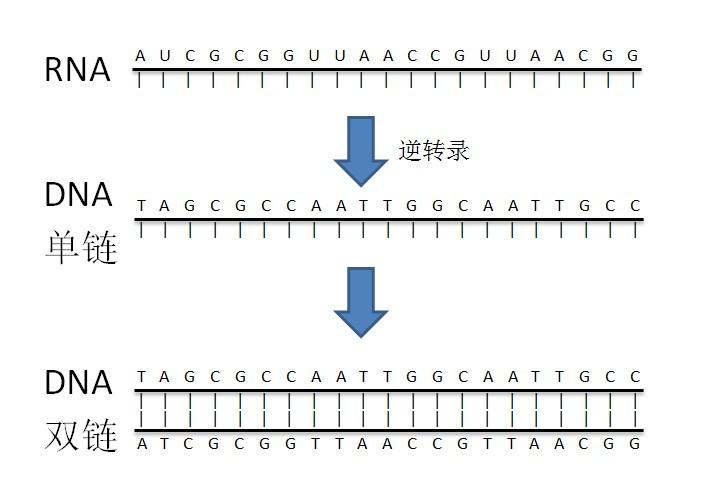 已知一个逆转录病毒rna的碱基组成,怎么求dna的碱基组成
