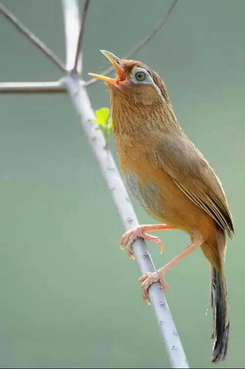 公画眉鸟叫声和图片