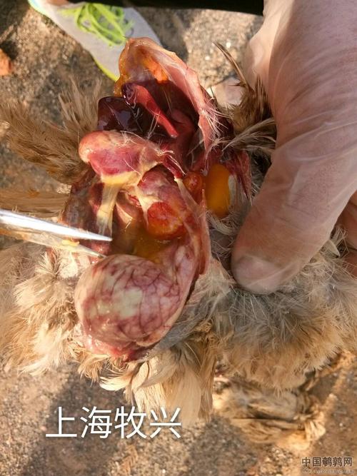 鹌鹑典型的大肠杆菌病