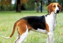 大英法三色猎犬是最流行的大型法国猎犬,这种猎犬在某种程度上是