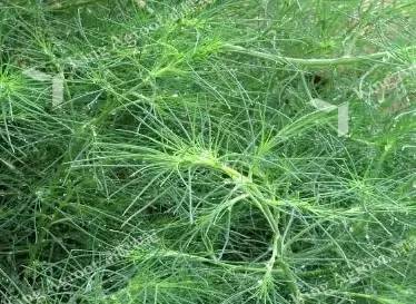 田间是草,肚里是宝!常见的53种野菜,你要认识下