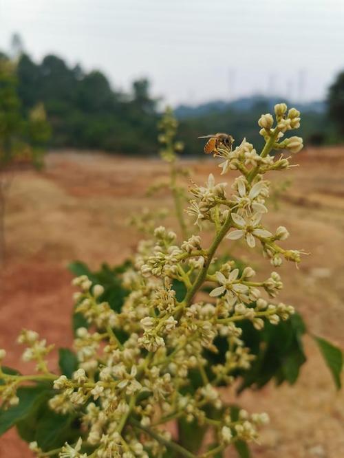 蓝莓花