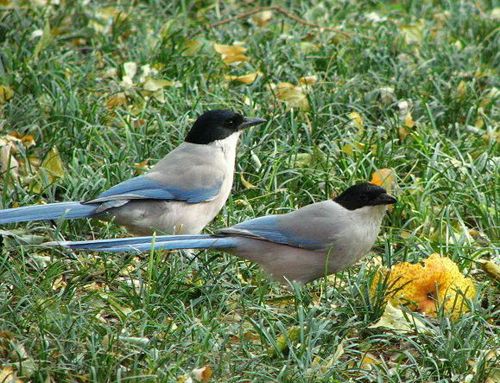 灰喜鹊在北京受宠凤山夜话