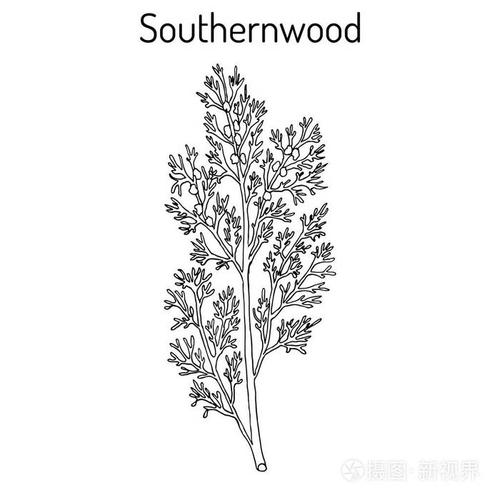 青蒿蒿 abrotanum 或 s 爱的小伙子,南部艾草,药用植物