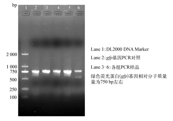 琼脂糖凝胶电泳检测产物_砺行生命科学