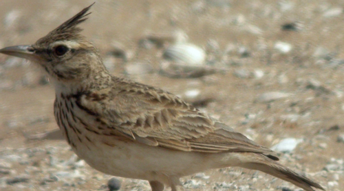 凤头百灵好不好看