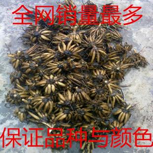 芹叶牡丹花毛茛种球花毛茛球根重瓣多色可选 批发种子 花毛茛种子