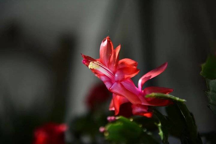 蟹爪兰真好看开起花来像大雁