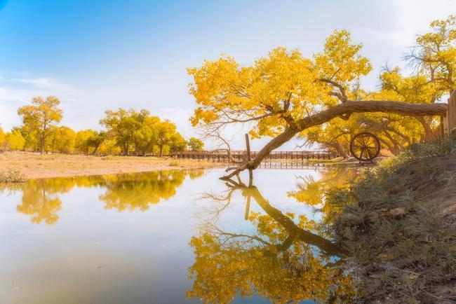 内蒙古额济纳旗新增4例胡杨林迎来了最孤独的秋季彻底荒凉了