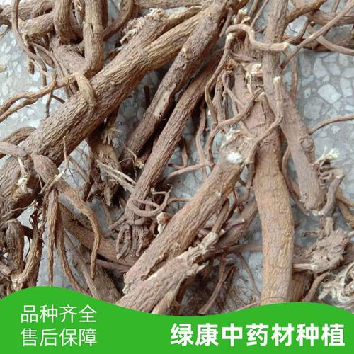 苦参中药材种籽 中药材苦参种籽量大批发 绿康中药材种苗基地