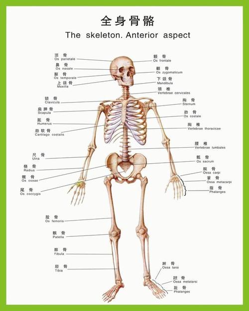 【曙光·科普】警惕"硬骨头"变成"脆桃酥"