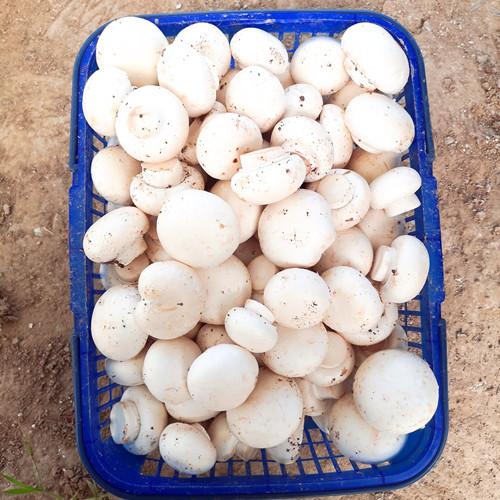 发货直销产地蘑菇食用菌双胞冷链口蘑