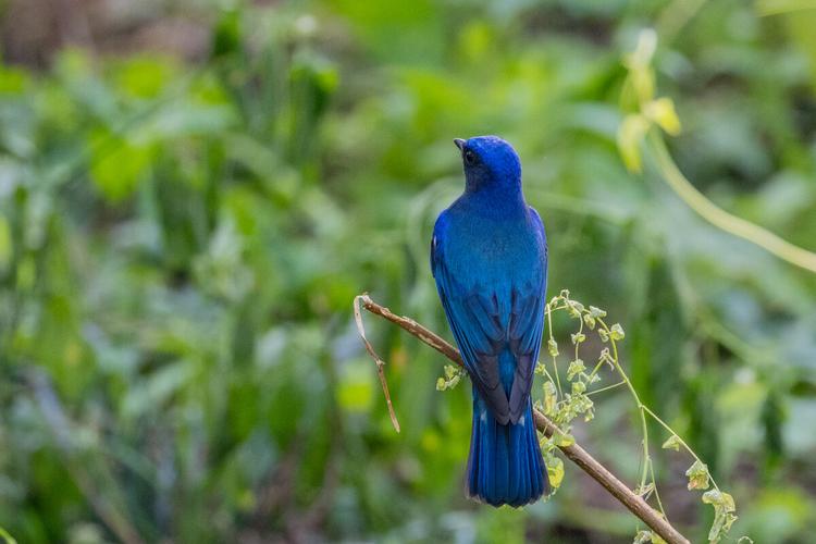 白腹蓝姬鹟:枝头远眺.