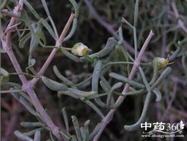霸王根的功效与作用 行气散满
